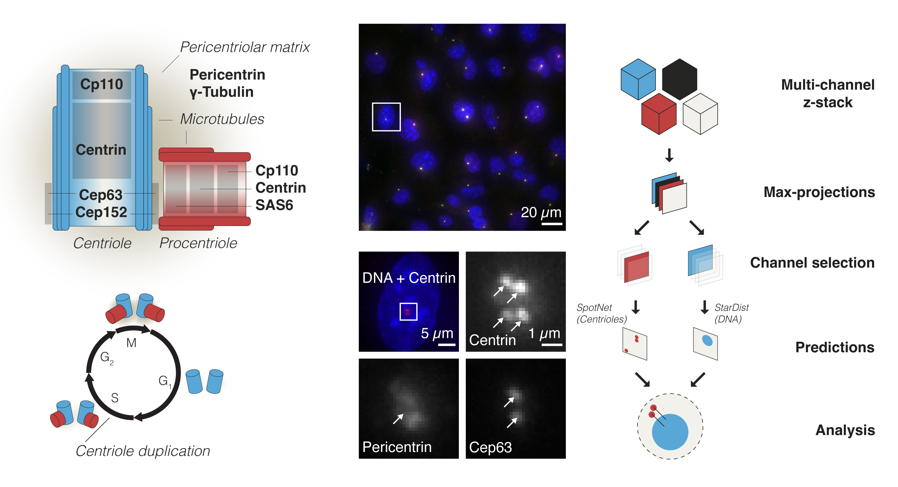 _images/cenfind_workflow.png
